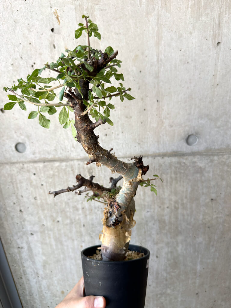 【現品限り】コミフォラ・カタフ ターカネンシス 現地株 発根済み【AC28】 Commiphora kataf turkanensis