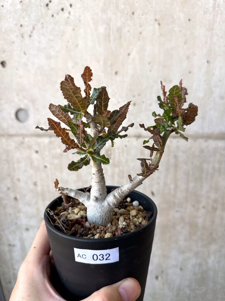 現品限り】ボスウェリア・ナナ 大株【AC32】 Boswellia nana 塊根植物