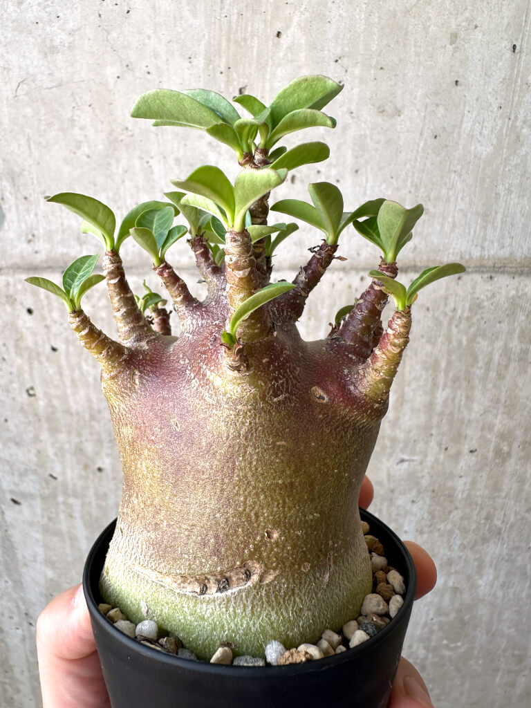 【現品限り】アデニウム・アラビカム ブラックスキン【AD17】 Adenium arabicum ‘Black skin’