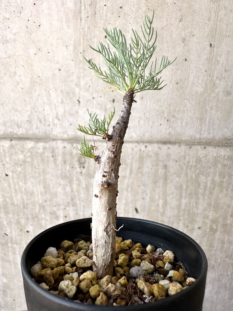 【現品限り】コミフォラ・クラウセリアーナ【AD21】 Commiphora kraeuseliana