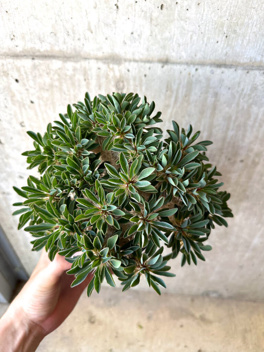 【現品限り】ユーフォルビア・ギラウミニアナ 実生 大株【AD26】 Euphorbia guillauminiana