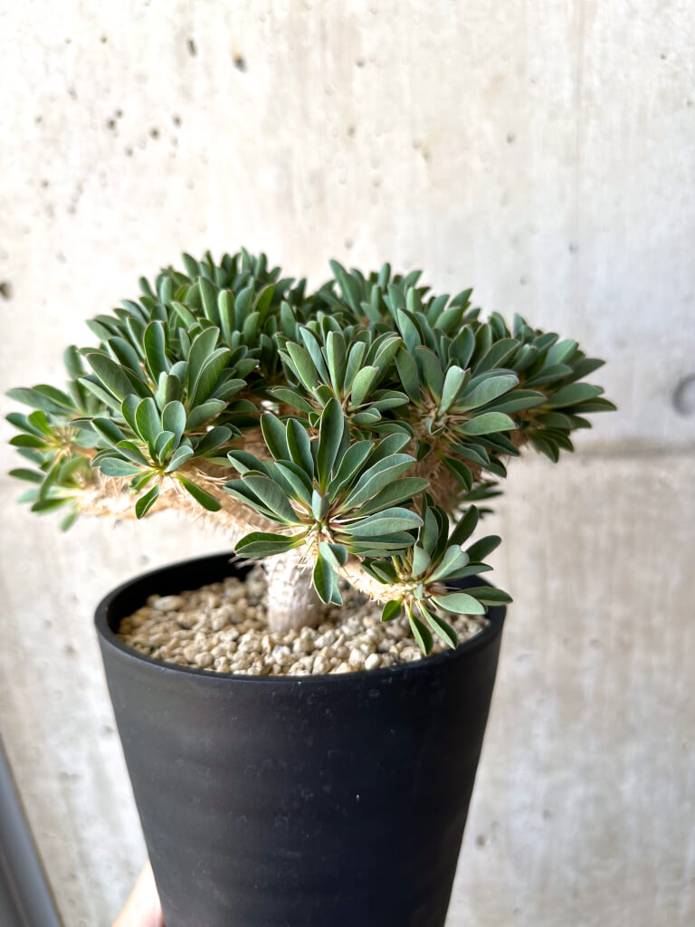 【現品限り】ユーフォルビア・ギラウミニアナ 実生 大株【AD26】 Euphorbia guillauminiana