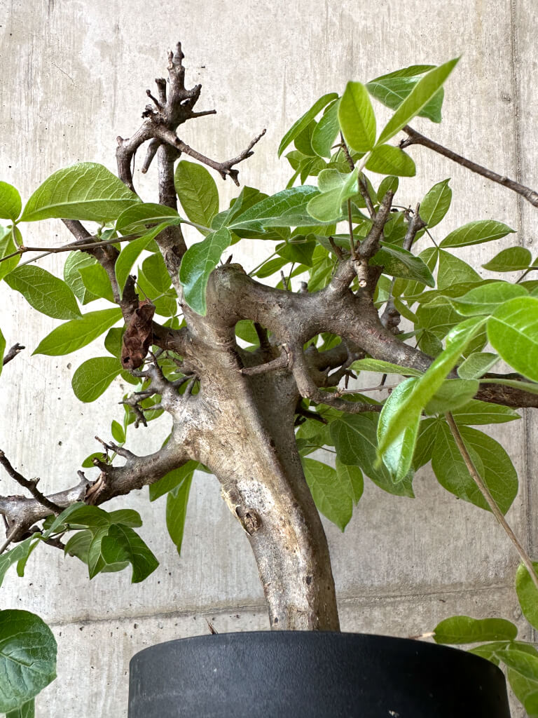 【現品限り】コミフォラ・ミルドブラエディ 現地株 発根済み【AD32】 Commiphora mildbraedii
