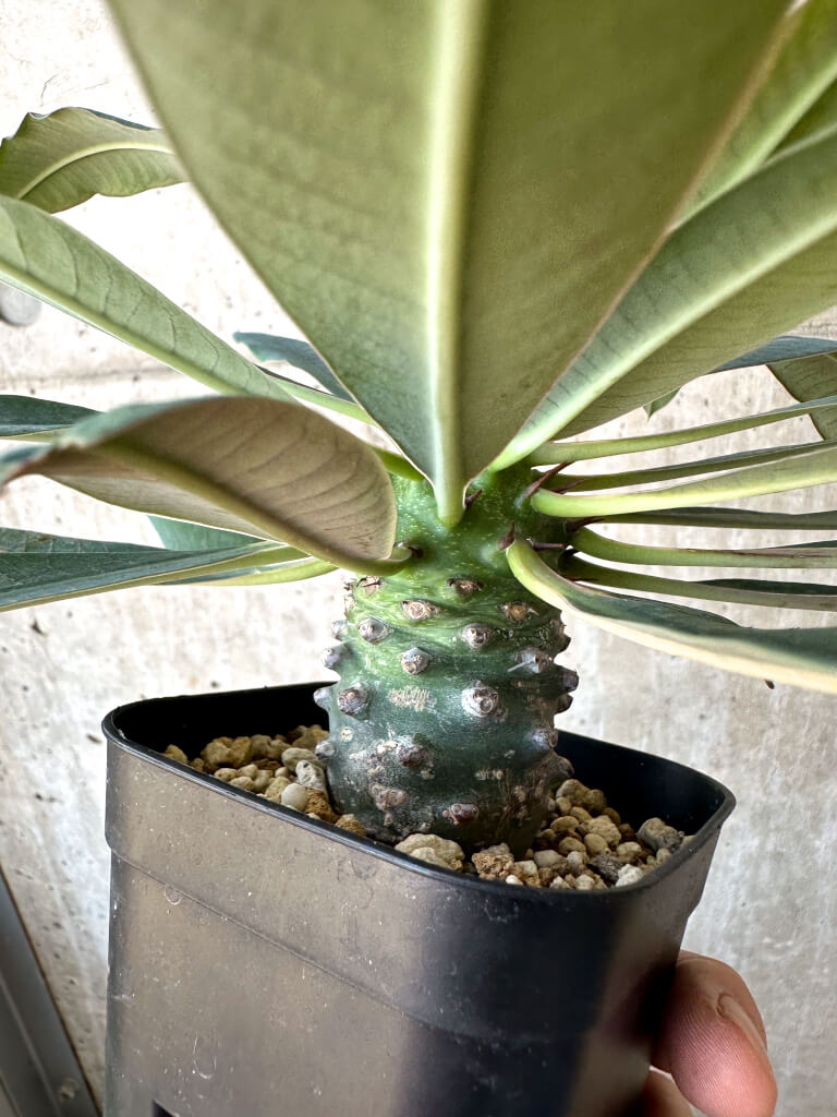 【現品限り】ユーフォルビア・パキポディオイデス【AD35】 Euphorbia pachypodioides