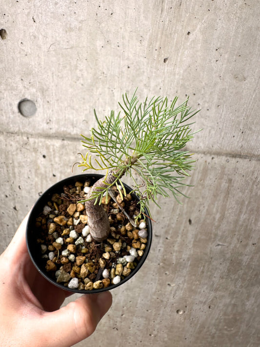 【現品限り】コミフォラ・クラウセリアーナ【AE21】 Commiphora kraeuseliana