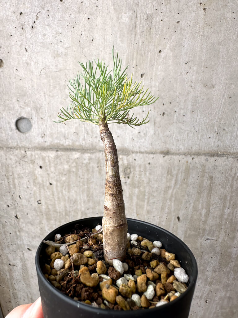 【現品限り】コミフォラ・クラウセリアーナ【AE21】 Commiphora kraeuseliana