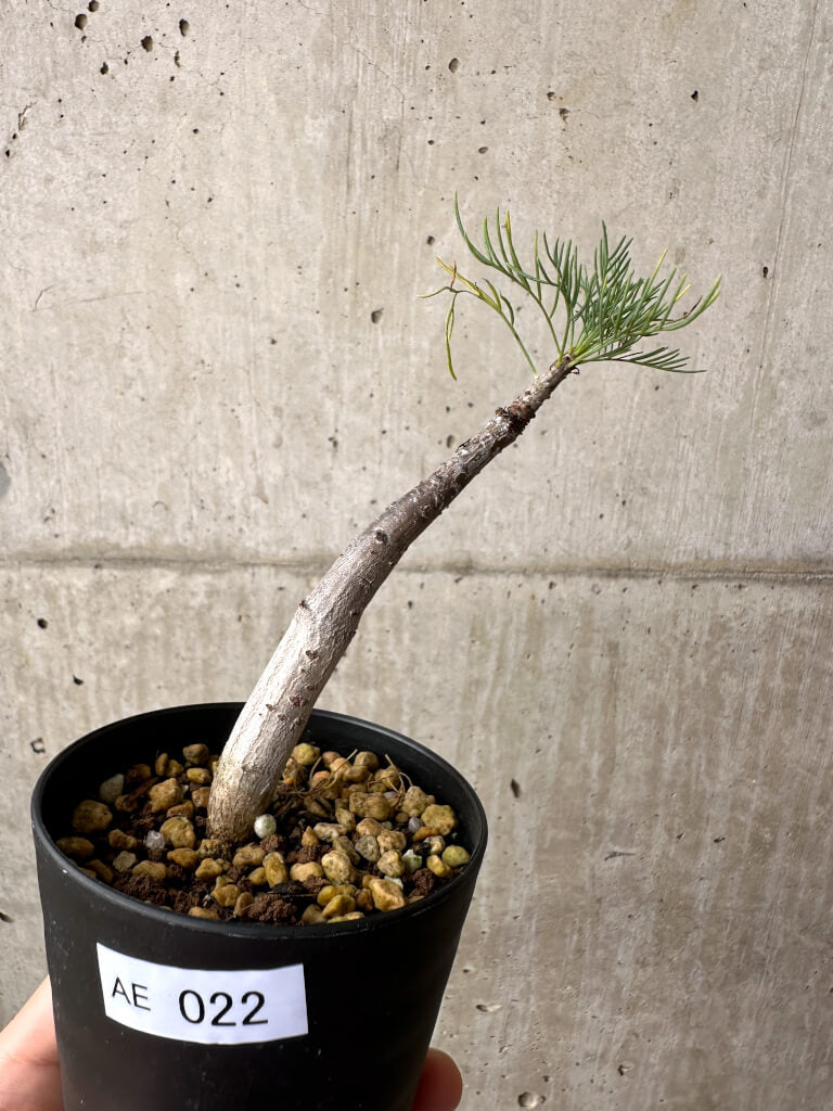 現品限り】コミフォラ・クラウセリアーナ【AE22】 Commiphora