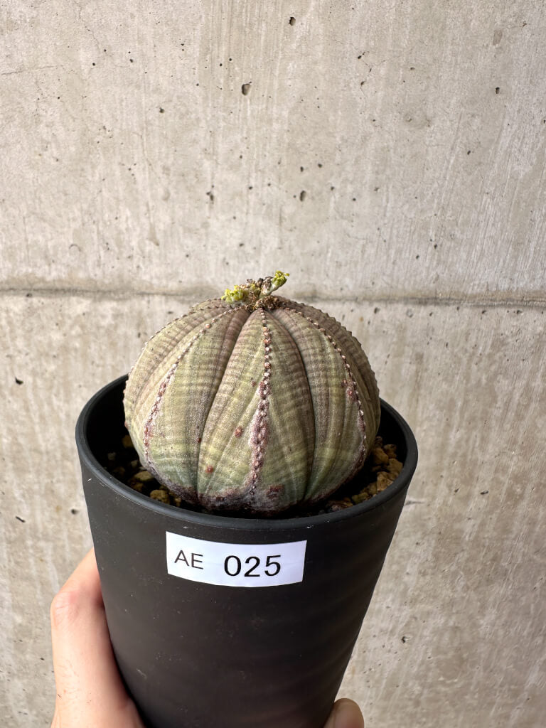 現品限り】ユーフォルビア・オベサ【AE25】 Euphorbia obesa 塊根植物
