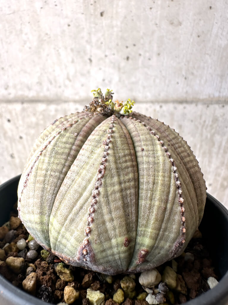 【現品限り】ユーフォルビア・オベサ【AE25】 Euphorbia obesa