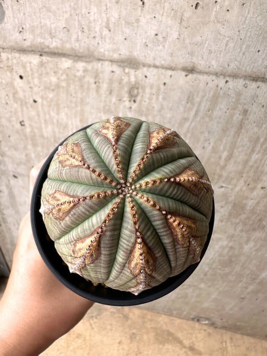 【現品限り】ユーフォルビア・オベサ【AE26】 Euphorbia obesa