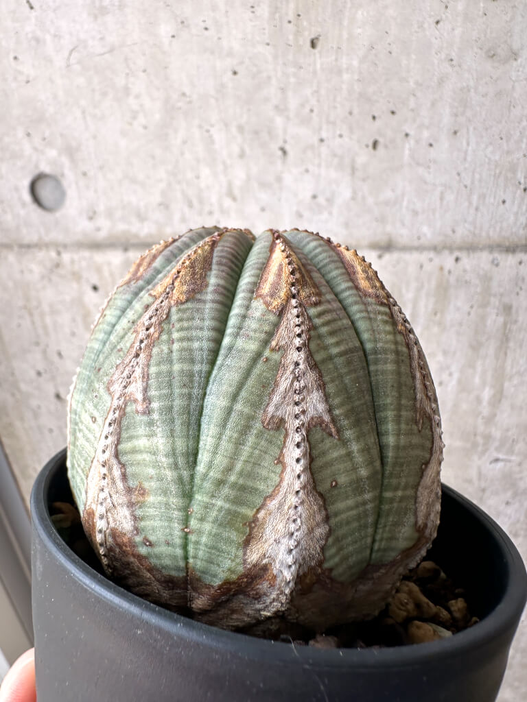 【現品限り】ユーフォルビア・オベサ【AE26】 Euphorbia obesa