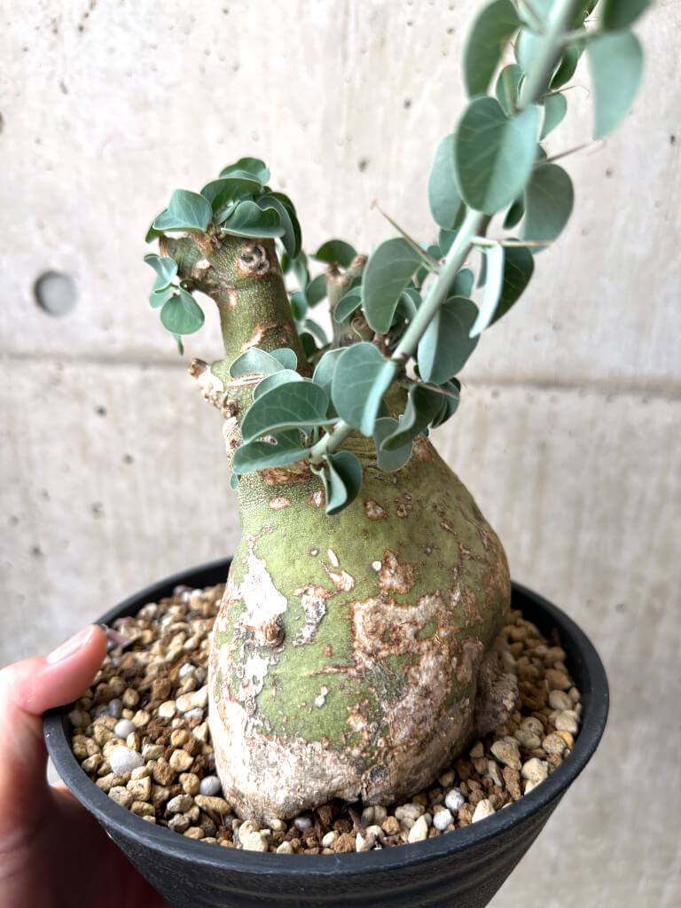 【現品限り】アデニア・スピノーサ 現地株 発根済み 4ヶ月管理【AE30】 Adenia spinosa