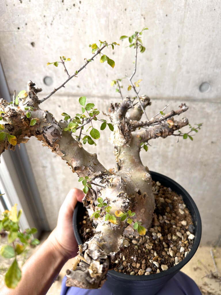 【現品限り】コミフォラ・カタフ ターカネンシス 現地株 発根済み 長期管理【AE32】 Commiphora kataf turkanensis