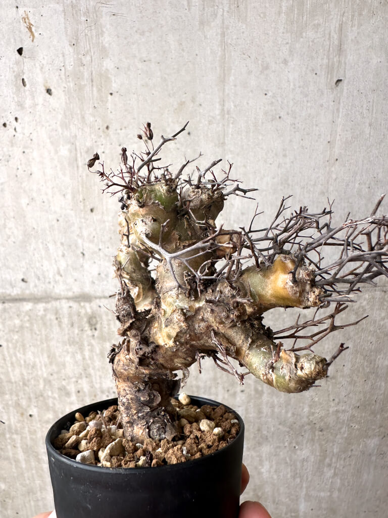【現品限り】チレコドン・レティキュラーツス 万物想 挿し木 発根済み【AF13】 Tylecodon reticulatus