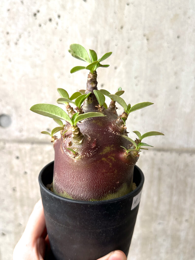 【現品限り】アデニウム・アラビカム ブラックスキン コレクション株【AF25】 Adenium arabicum ‘Black skin’