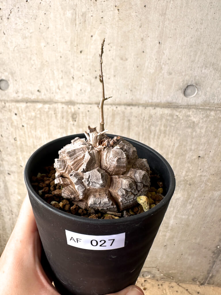 現品限り】アフリカ亀甲竜【AF27】 Dioscorea elephantipes 塊根植物