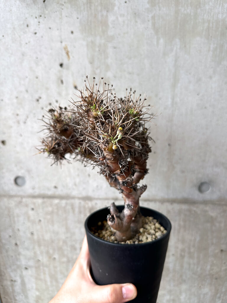 【現品限り】オトンナ・ユーフォルビオイデス 長期管理【AF30】 Othonna euphorbioides