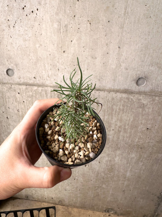 【現品限り】ユーフォルビア・ゴットレベイ 挿し木【AF9】 Euphorbia gottlebei
