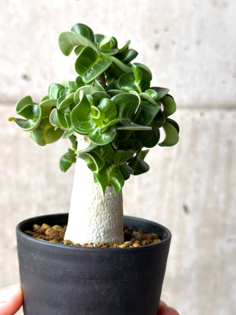 【現品限り】アデニウム・DHA 葉巻【AG15】 Adenium DHA