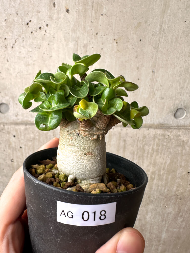 現品限り】アデニウム・DHA 葉巻【AG18】 Adenium DHA 塊根植物