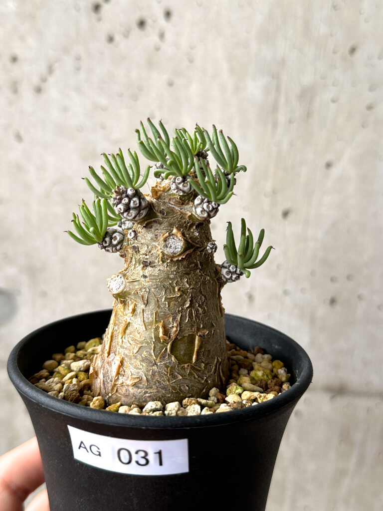 現品限り】チレコドン・ペアルソニー 実生苗【AG31】 Tylecodon
