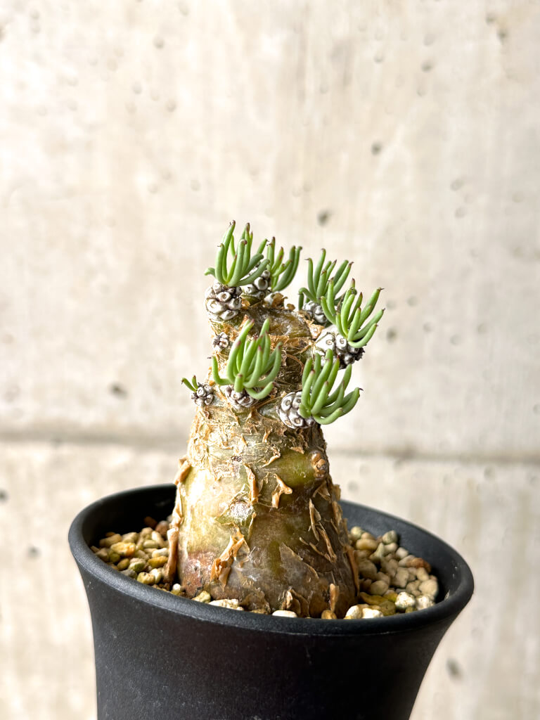 【現品限り】チレコドン・ペアルソニー 実生苗【AG31】 Tylecodon pearsonii