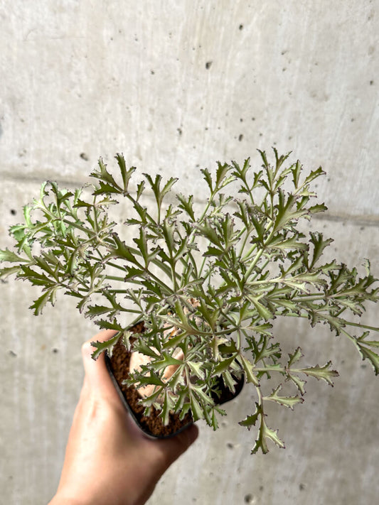 【現品限り】キフォステンマ・ベティフォルメ ナローリーフ【AG34】 Cyphostemma betiforme Somalia