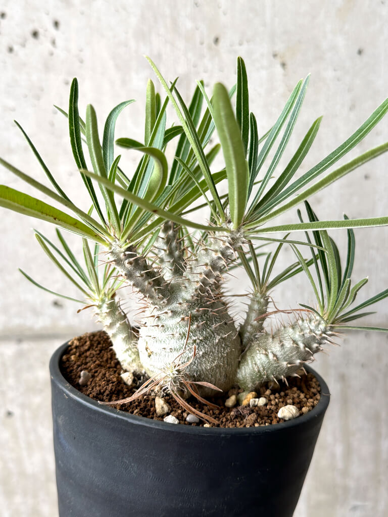 【現品限り】パキポディウム・グラキリス 実生【AG35】 Pachypodium gracilius