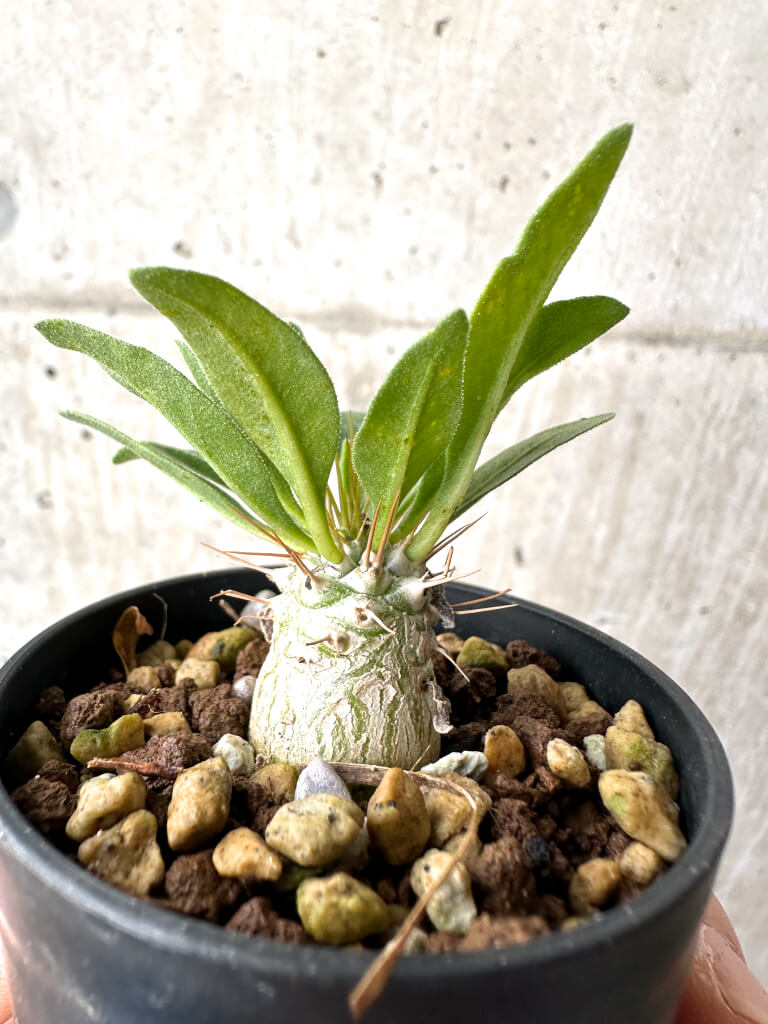 【現品限り】パキポディウム・ナマクアナム 光堂 実生【AH17】 Pachypodium namaquanum
