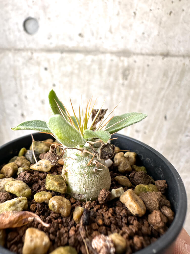 【現品限り】パキポディウム・ナマクアナム 光堂 実生【AH18】 Pachypodium namaquanum