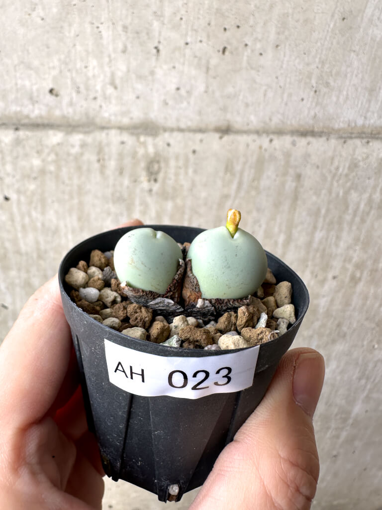 現品限り】コノフィツム・カルキュラス【AH23】 Conophytum calculus
