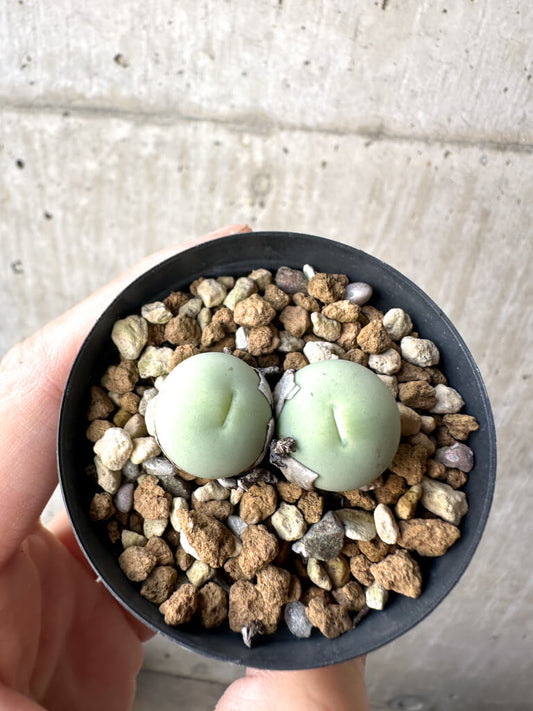 【現品限り】コノフィツム・カルキュラス【AH25】 Conophytum calculus
