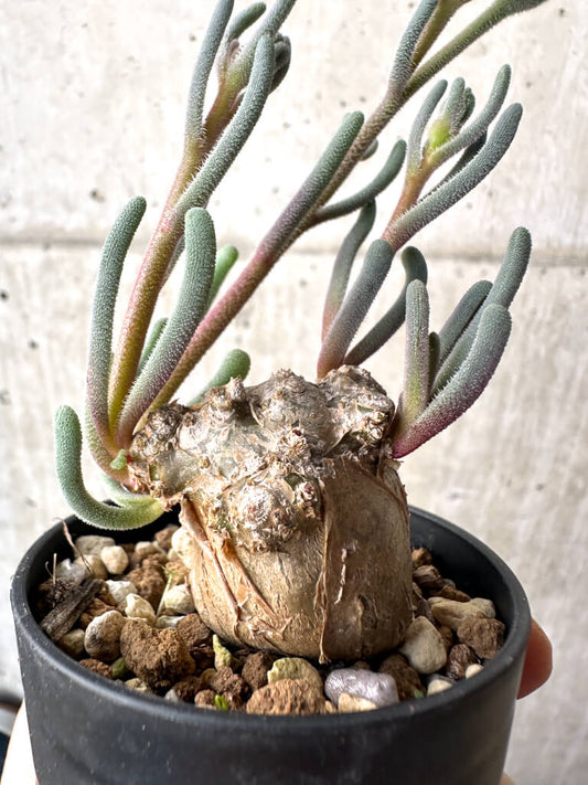【現品限り】フィロボルス・テヌイフロルス【AH28】 Phyllobolus tenuiflorus