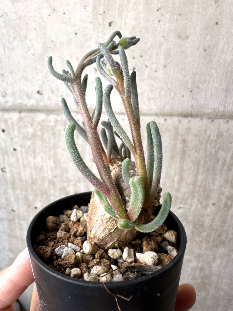 【現品限り】フィロボルス・テヌイフロルス【AH28】 Phyllobolus tenuiflorus
