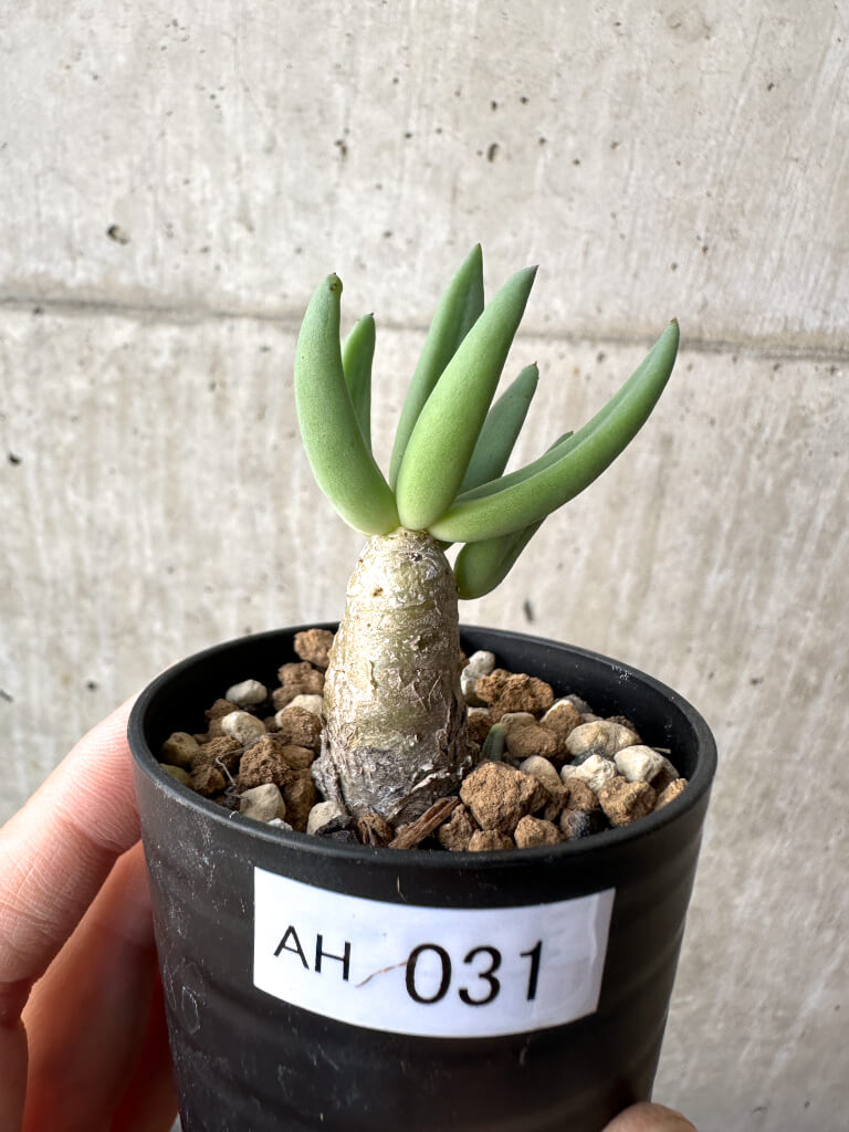 現品限り】チレコドン・レティキュラーツス 万物想【AH31】 Tylecodon 