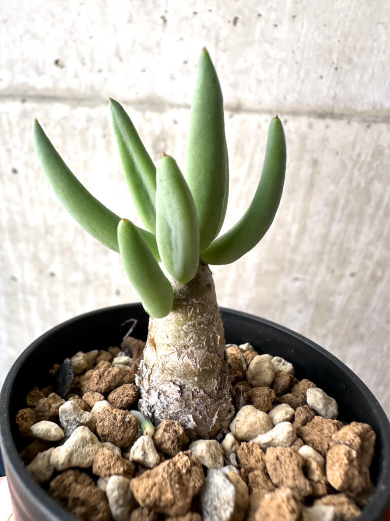 【現品限り】チレコドン・レティキュラーツス 万物想【AH31】 Tylecodon reticulatus