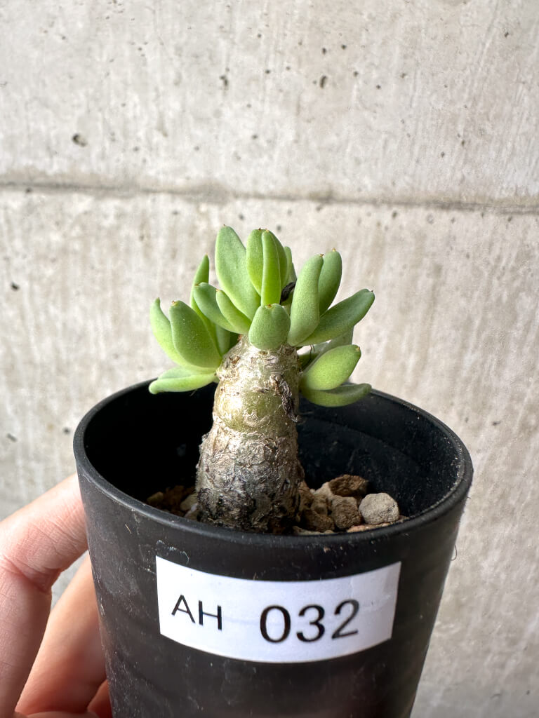現品限り】チレコドン・レティキュラーツス 万物想【AH32】 Tylecodon