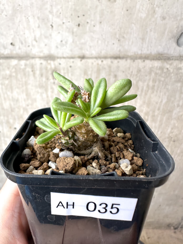現品限り】チレコドン・スルフレウス【AH35】 Tylecodon sulphureus v