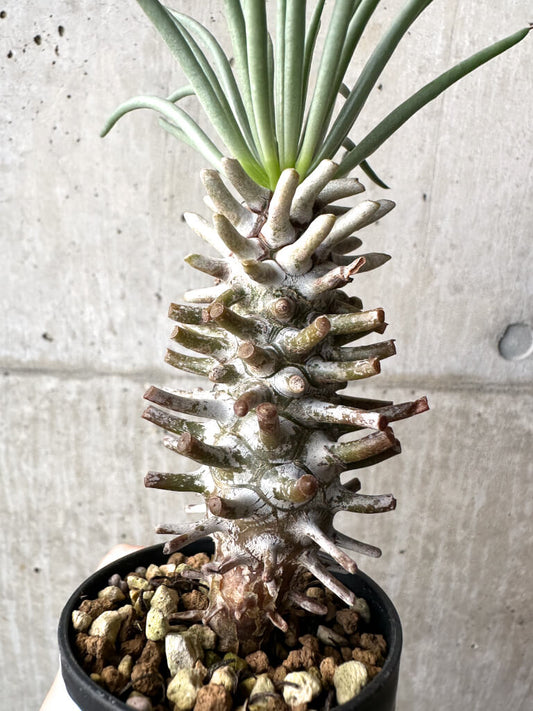 【現品限り】チレコドン・ワリチー Grootdrift【AH40】 Tylecodon wallichii