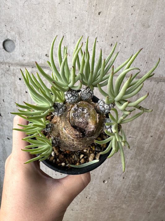 【現品限り】チレコドン・ペアルソニー 実生苗【AH42】 Tylecodon pearsonii