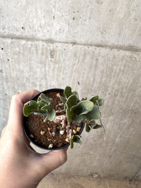 【現品限り】オトンナ・パキポダ【AH51】 Othonna pachypoda