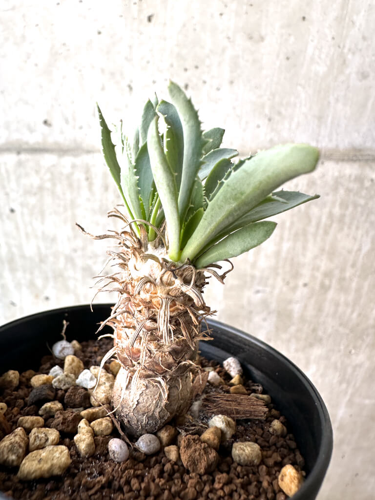 【現品限り】オトンナ・レピドカウリス【AH52】 Othonna lepidocaulis