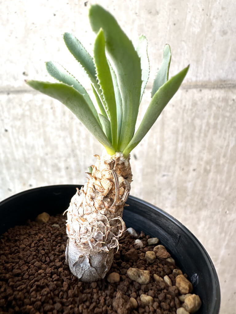 【現品限り】オトンナ・レピドカウリス【AH53】 Othonna lepidocaulis