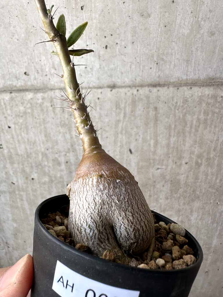 【現品限り】パキポディウム・サキュレンタム 実生【AH62】 Pachypodium succulentum