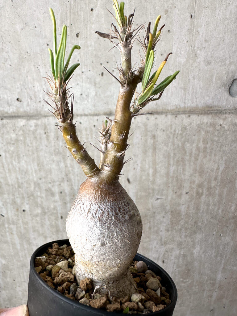 【現品限り】パキポディウム・サキュレンタム 実生【AH63】 Pachypodium succulentum