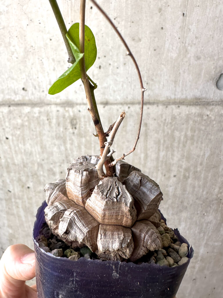 【現品限り】アフリカ亀甲竜【AH64】 Dioscorea elephantipes