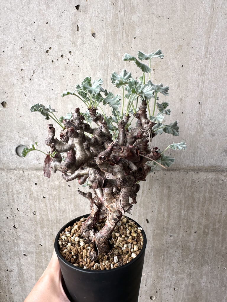 【現品限り】ペラルゴニウム・ミラビレ 現地株 長期管理【AH68】 Pelargonium mirabile