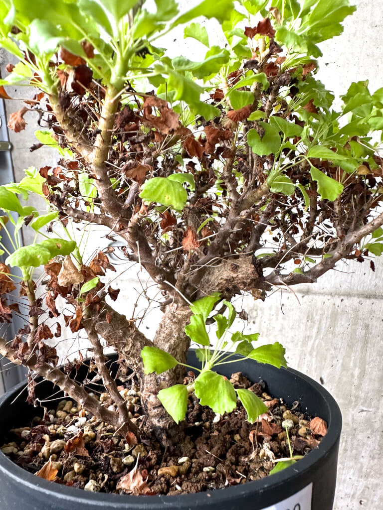 【現品限り】ペラルゴニウム ゼロフィトン【AH69】 Pelargonium xerophyton
