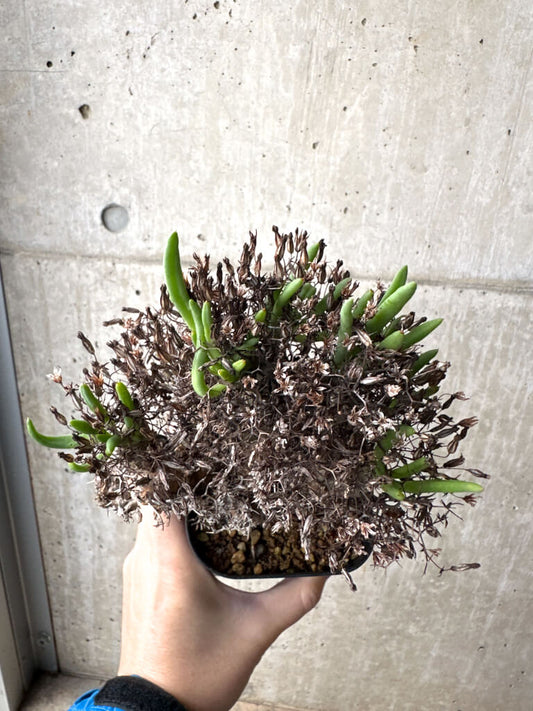 【現品限り】チレコドン・レティキュラーツス 万物想 現地株【AH77】 Tylecodon reticulatus