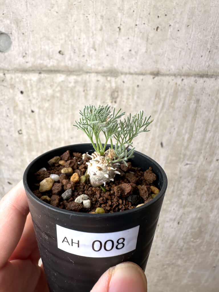 現品限り】モンソニア・ぺニクリナム【AH8】 Monsonia peniculinum